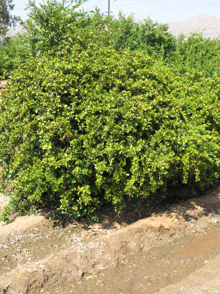            Habit (Riverside, CA)   